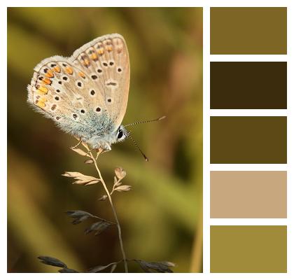 Common Blue Butterfly Insect Butterfly Image